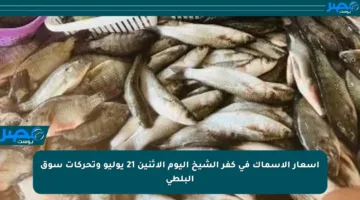 أسعار الأسماك في كفر الشيخ اليوم الاثنين 21 يوليو وتحركات سوق البلطي